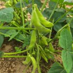 Edamame - 250 g - Gambar 2