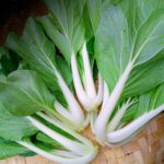 Asian Greens - Pak Choy Cantonese - White - Gambar 2