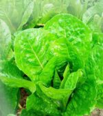 Lettuce - Romaine - Matured - Gambar 2